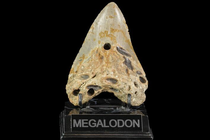 Bargain, Fossil Megalodon Tooth - North Carolina #109727